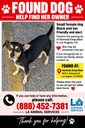 Found/Stray Female Dog last seen Near s alameda st Los Angeles ca 90058, Los Angeles, CA 90058