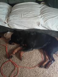 Reunited Male Dog last seen Good st, Cleveland, GA 30528