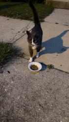 Found/Stray Unknown Cat last seen Harrison st & Jackson St, Batavia, IL 60510