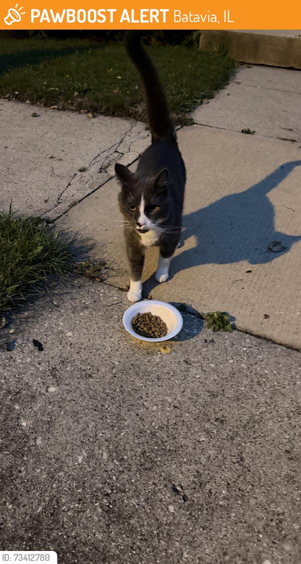Found/Stray Unknown Cat last seen Harrison st & Jackson St, Batavia, IL 60510