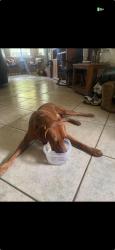Reunited Unknown Dog last seen East Ocotillo Rd, Queen Creek, AZ 85242