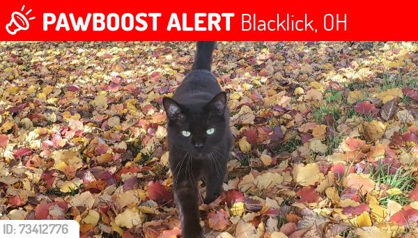 Lost Male Cat last seen Ringneck Drive and Goldeneye Drive, Blacklick, OH 43004