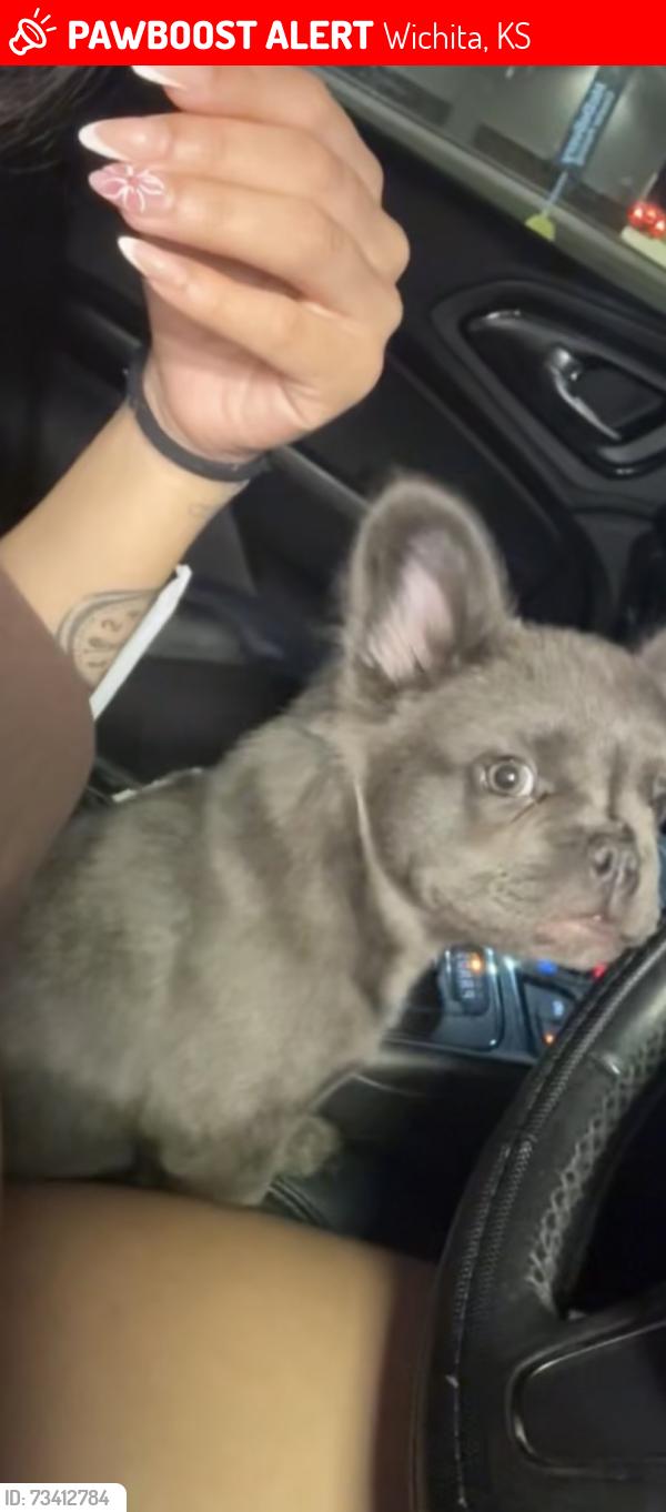 Lost Male Dog last seen Webb road Wichita Kansas east, Wichita, KS 67207
