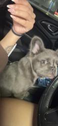 Lost Male Dog last seen Webb road Wichita Kansas east, Wichita, KS 67207