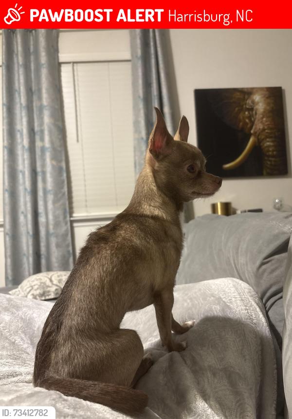 Lost Female Dog last seen Marigold apmts, Harrisburg, NC 28075