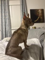 Lost Female Dog last seen Marigold apmts, Harrisburg, NC 28075
