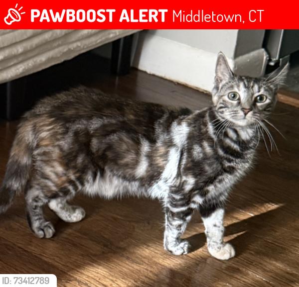 Lost Female Cat last seen Hillside, Middletown, CT 06457