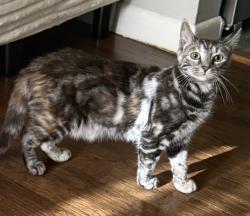 Lost Female Cat last seen Hillside, Middletown, CT 06457
