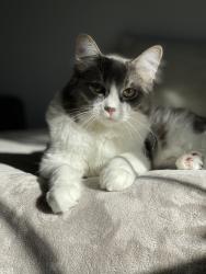 Lost Male Cat last seen Forest Grove Drive Area, Burnaby, BC V5A 4H7