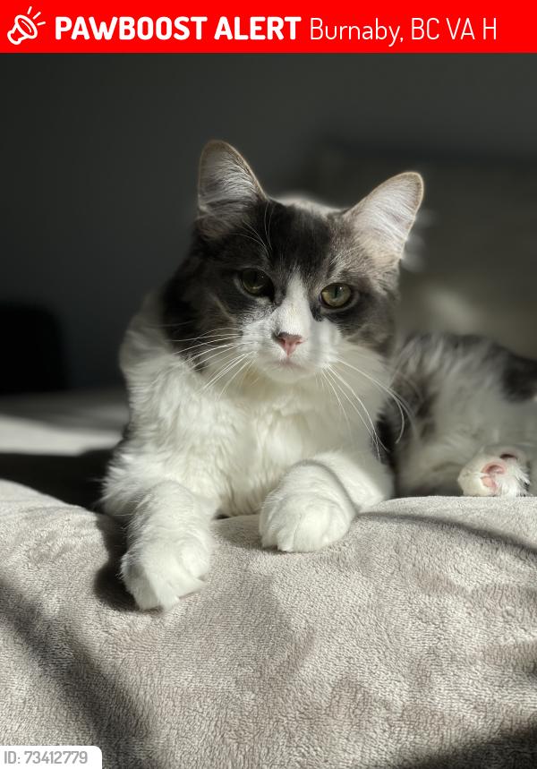 Lost Male Cat last seen Forest Grove Drive Area, Burnaby, BC V5A 4H7