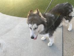 Found/Stray Unknown Dog last seen Melody’s and third in El Cajon, El Cajon, CA 92019