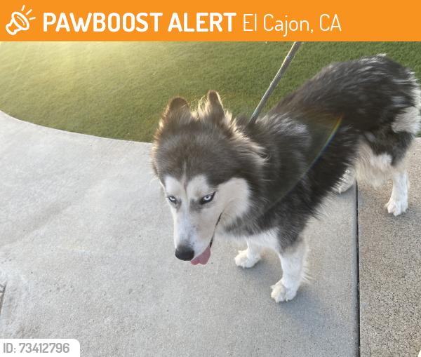 Found/Stray Unknown Dog last seen Melody’s and third in El Cajon, El Cajon, CA 92019