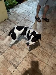 Found/Stray Female Dog last seen Dollar tree, Miami Gardens, FL 33056