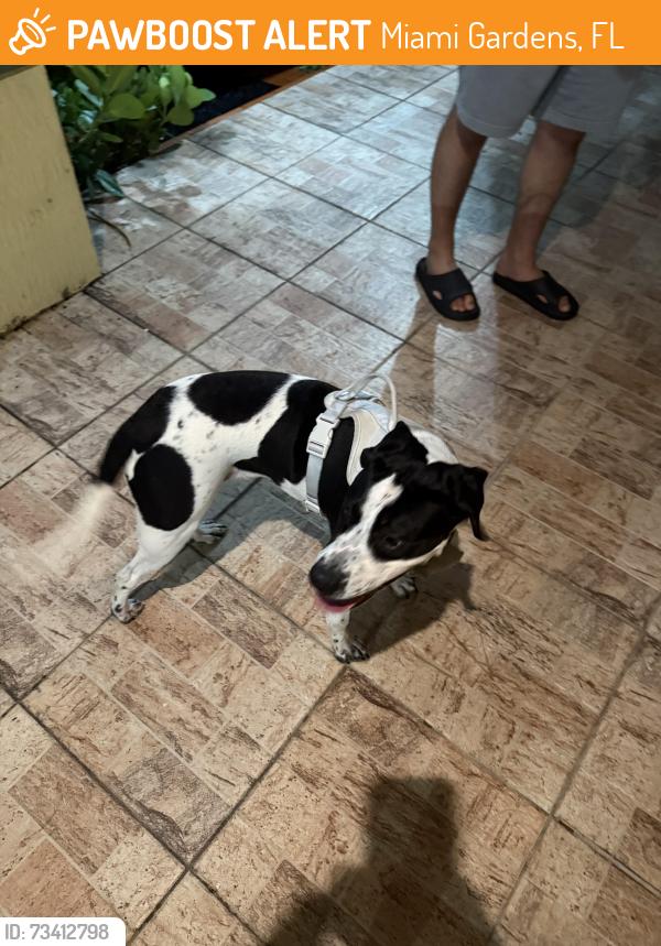 Found/Stray Female Dog last seen Dollar tree, Miami Gardens, FL 33056