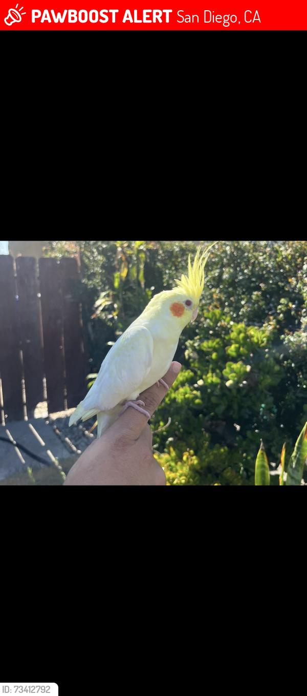 Lost Female Bird last seen Ericson park, San Diego, CA 92126