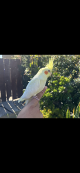 Lost Female Bird last seen Ericson park, San Diego, CA 92126