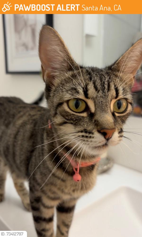 Found/Stray Female Cat last seen Newhope and 5th street, Santa Ana, CA 92703
