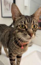 Found/Stray Female Cat last seen Newhope and 5th street, Santa Ana, CA 92703