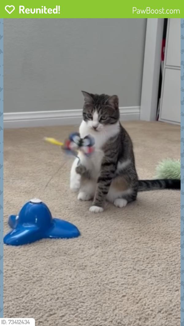 Reunited Female Cat last seen Hartford Park Community, Wildomar, CA 92595