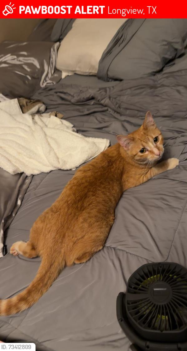 Lost Female Cat last seen Near Swinging Bridge Rd., Longview, TX 75604