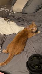 Lost Female Cat last seen Near Swinging Bridge Rd., Longview, TX 75604