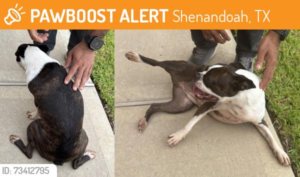 Found/Stray Female Dog last seen Red lodge trail and Cascade Range Ln, Montgomery County, TX 77384