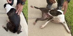 Found/Stray Female Dog last seen Red lodge trail and Cascade Range Ln, Montgomery County, TX 77384