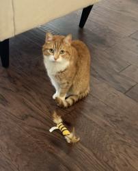 Reunited Female Cat last seen Juncture Apts at Bethany Bend and McGinnis Ferry, Alpharetta, GA 30004