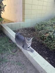 Reunited Male Cat last seen Blackstone and Huntington Dr, San Gabriel, CA 91775