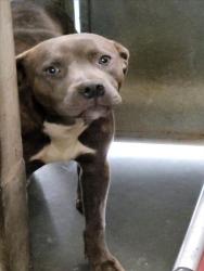 Shelter Stray Unknown Dog last seen , 1850 W 60th St, Los Angeles, CA 90047, USA