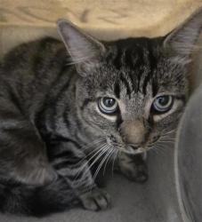 Shelter Stray Male Cat last seen , 600 Aviation Dr, Camarillo, CA 93010, USA