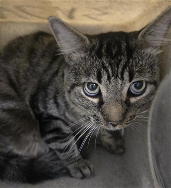 Shelter Stray Male Cat last seen , 600 Aviation Dr, Camarillo, CA 93010, USA
