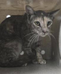 Shelter Stray Female Cat last seen , 600 Aviation Dr, Camarillo, CA 93010, USA