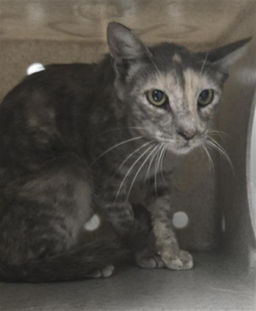 Shelter Stray Female Cat last seen , 600 Aviation Dr, Camarillo, CA 93010, USA