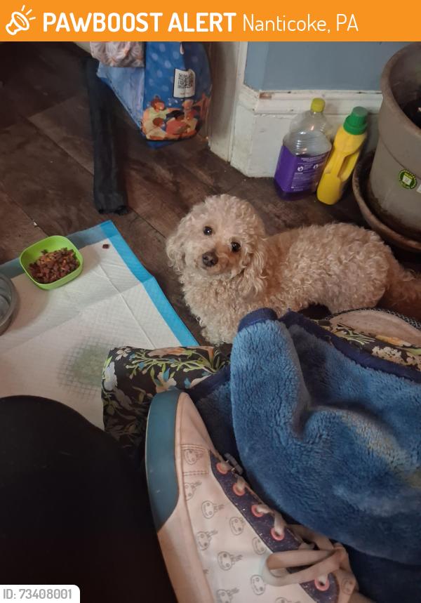 Found/Stray Female Dog last seen Near e Noble st, Nanticoke, PA 18634