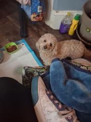 Found/Stray Female Dog last seen Near e Noble st, Nanticoke, PA 18634
