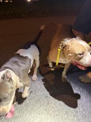 Found/Stray Female Dog last seen Allgood and Rolland, Stone Mountain, GA 30083
