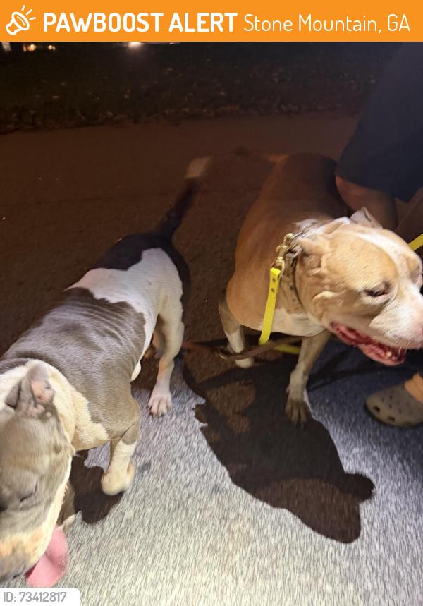 Found/Stray Female Dog last seen Allgood and Rolland, Stone Mountain, GA 30083