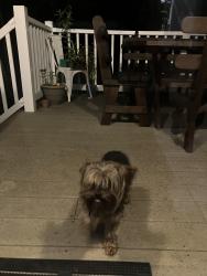 Reunited Unknown Dog last seen Russell Ct and Quiet Hills Ln, Effort, PA 18330