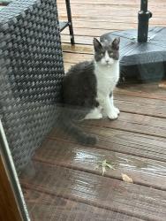 Found/Stray Male Cat last seen Near hwy and Viking Drive, Independence, MO 64058