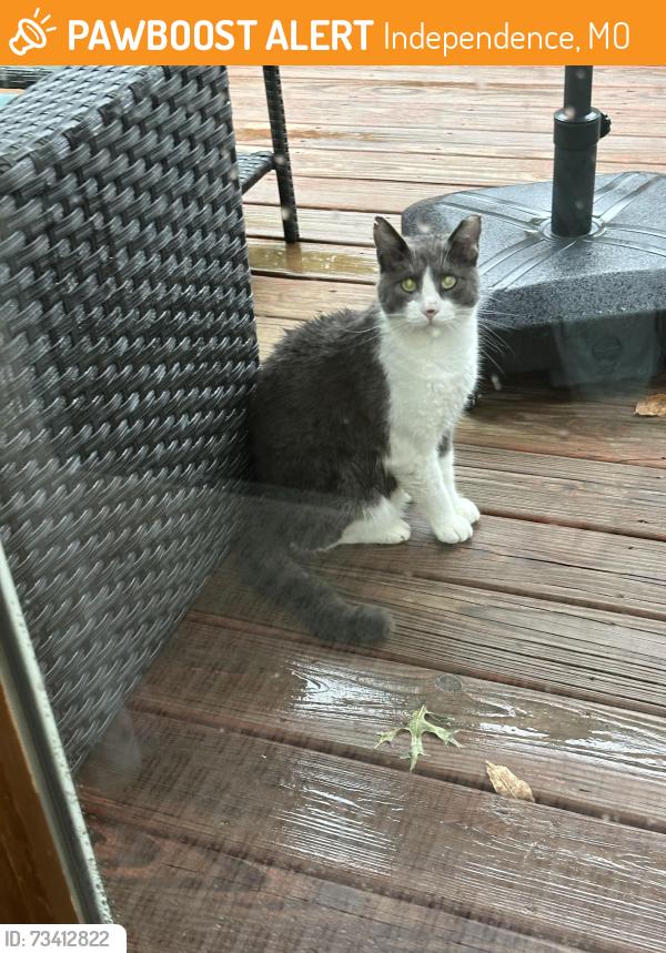 Found/Stray Male Cat last seen Near hwy and Viking Drive, Independence, MO 64058