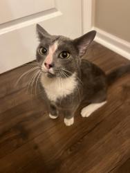 Found/Stray Male Cat last seen Sawmill Rd and Bethel Rd. Columbus, OH, Columbus, OH 43220