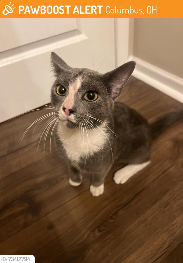 Found/Stray Male Cat last seen Sawmill Rd and Bethel Rd. Columbus, OH, Columbus, OH 43220