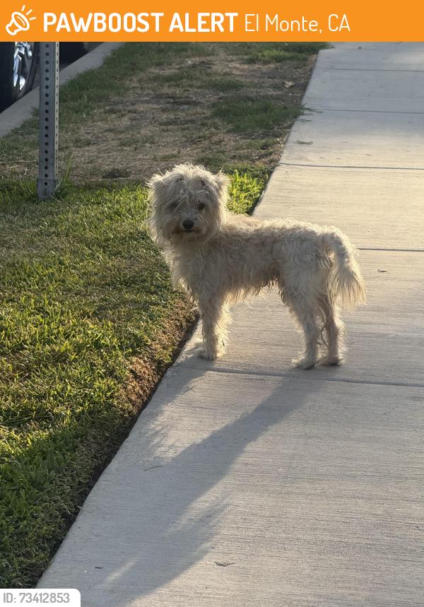 Found/Stray Male Dog last seen cogswell and cherry lee drive, El Monte, CA 91732
