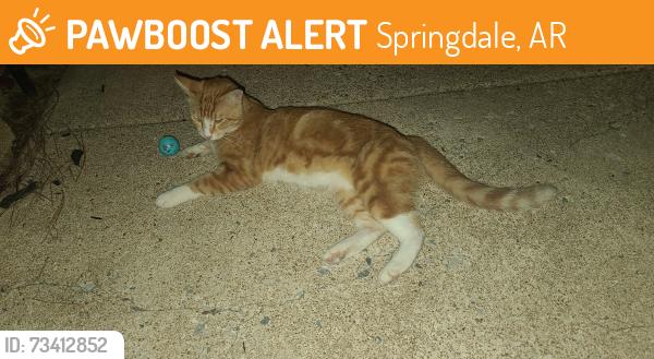 Found/Stray Male Cat last seen Grainger cir, Springdale, AR 72764