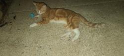 Found/Stray Male Cat last seen Grainger cir, Springdale, AR 72764
