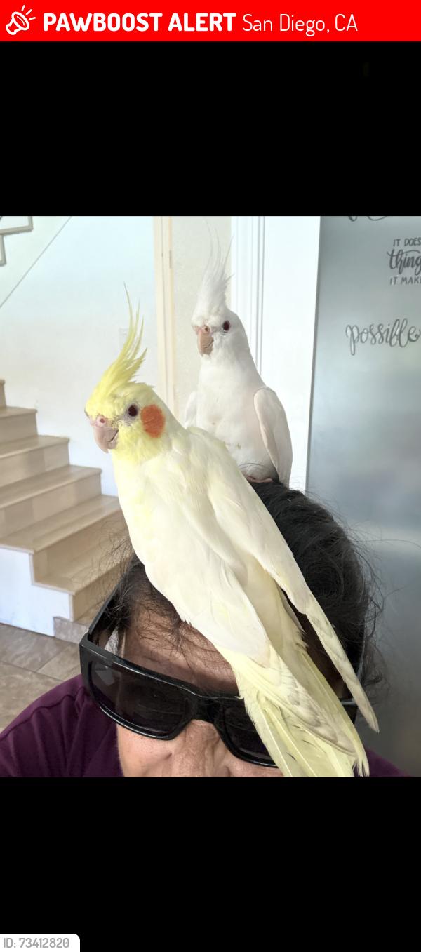 Lost Female Bird last seen Ericson park, San Diego, CA 92126