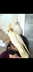 Lost Female Bird last seen Ericson park, San Diego, CA 92126