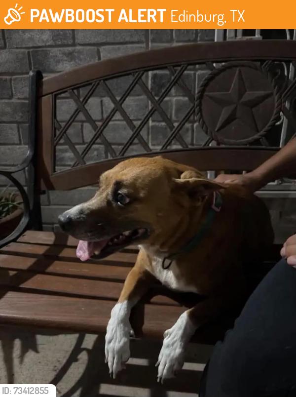 Found/Stray Female Dog last seen Canton, Edinburg, TX 78542
