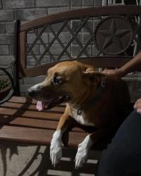 Found/Stray Female Dog last seen Canton, Edinburg, TX 78542
